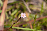 Pink sundew